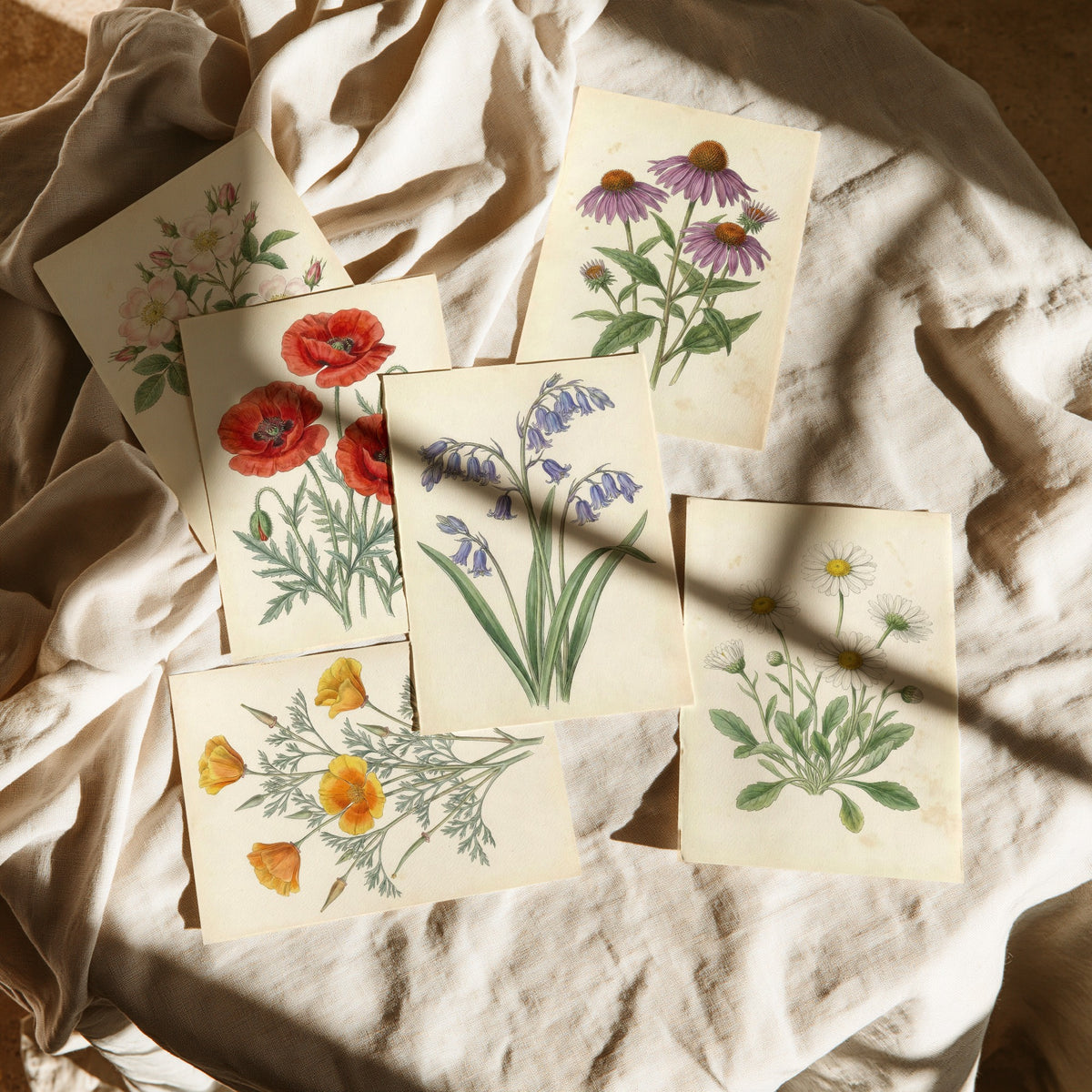 Set of Six Wildflower Art Prints - 6 Antique Botanical Posters - Wild Rose, Poppy, Echinacea, California Poppy, Bluebell, Daisy Illustration