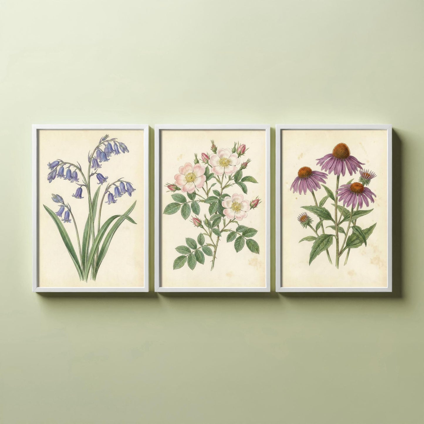 Vintage Flower Set of Three Art Prints | Bluebell Wild Rose Coneflower Botanical Illustration Poster