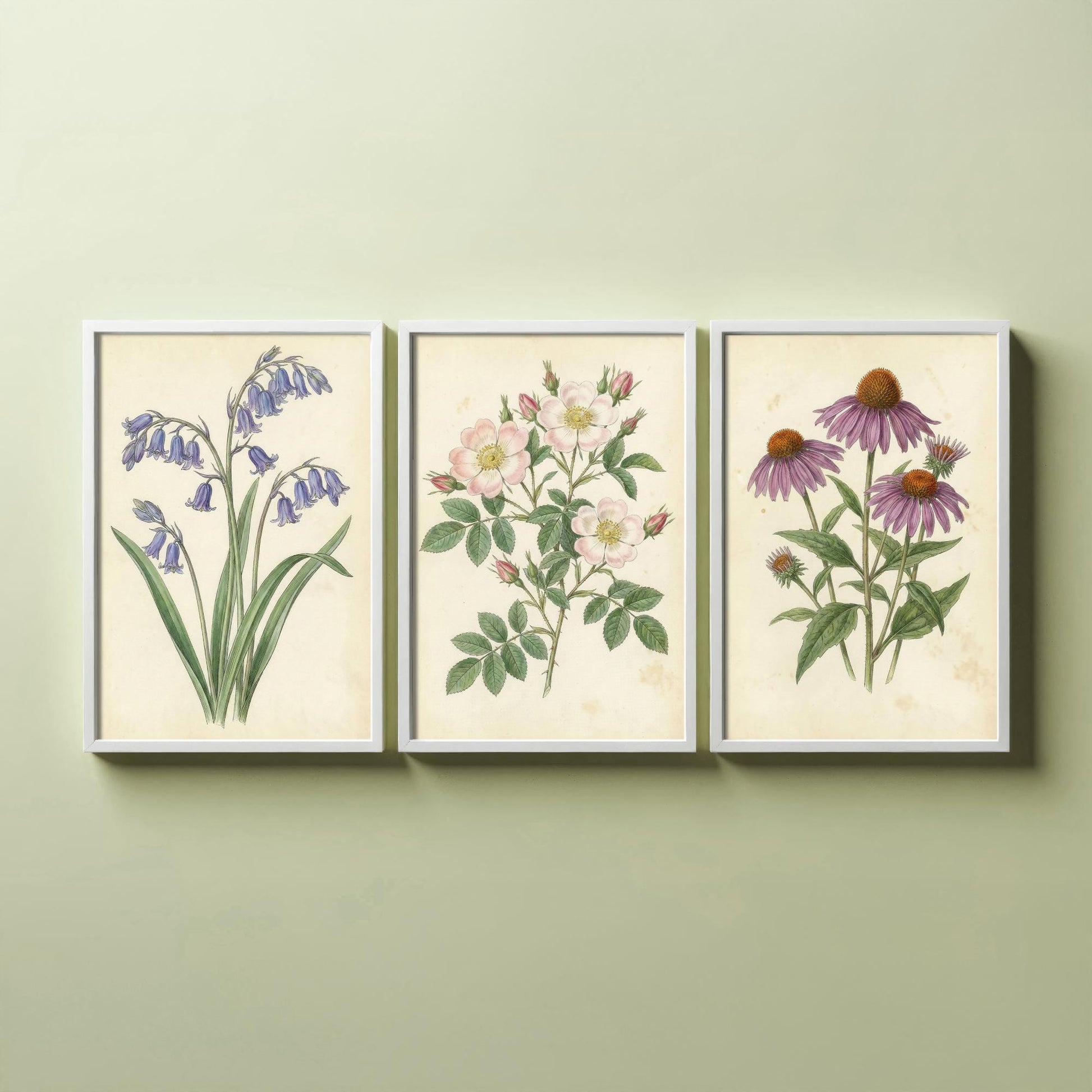 Vintage Flower Set of Three Art Prints | Bluebell Wild Rose Coneflower Botanical Illustration Poster