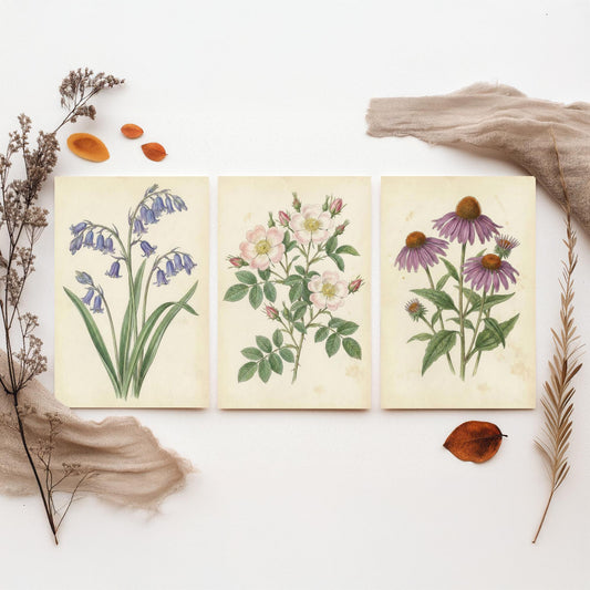 Vintage Flower Set of Three Art Prints | Bluebell Wild Rose Coneflower Botanical Illustration Poster