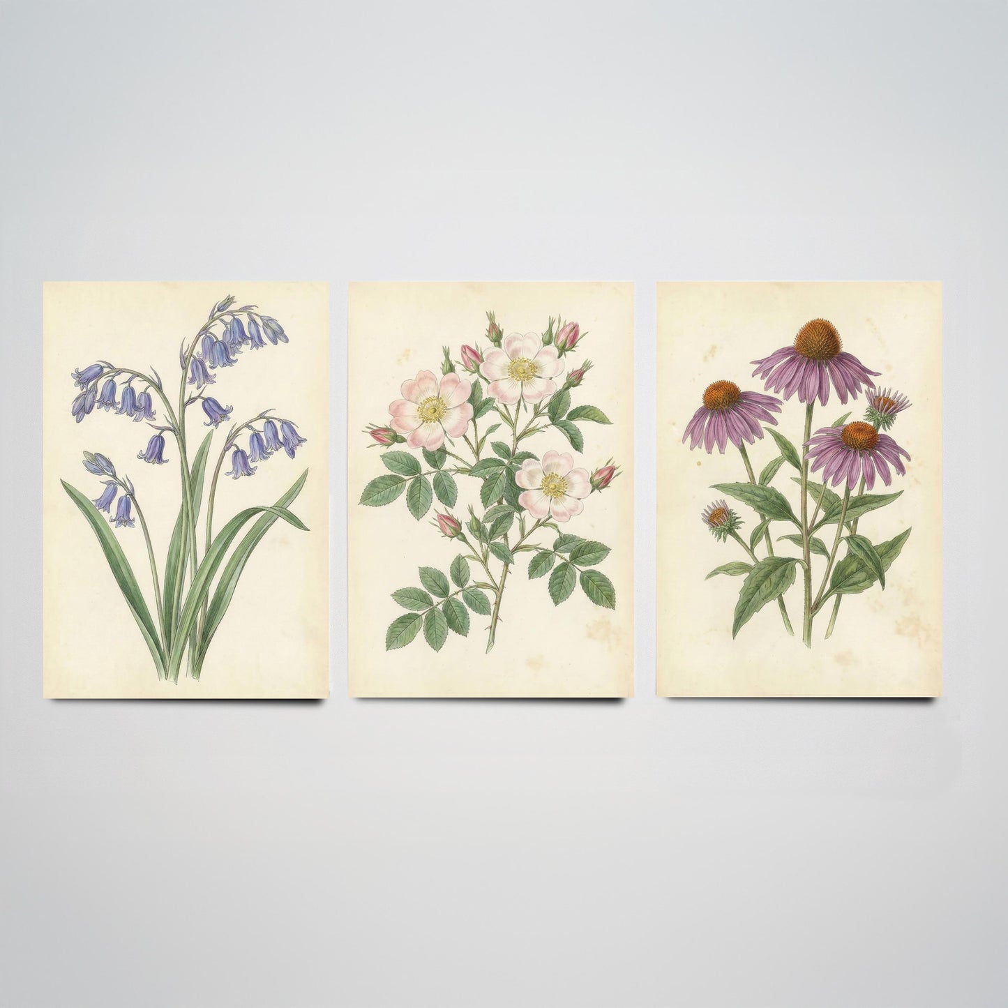 Vintage Flower Set of Three Art Prints | Bluebell Wild Rose Coneflower Botanical Illustration Poster