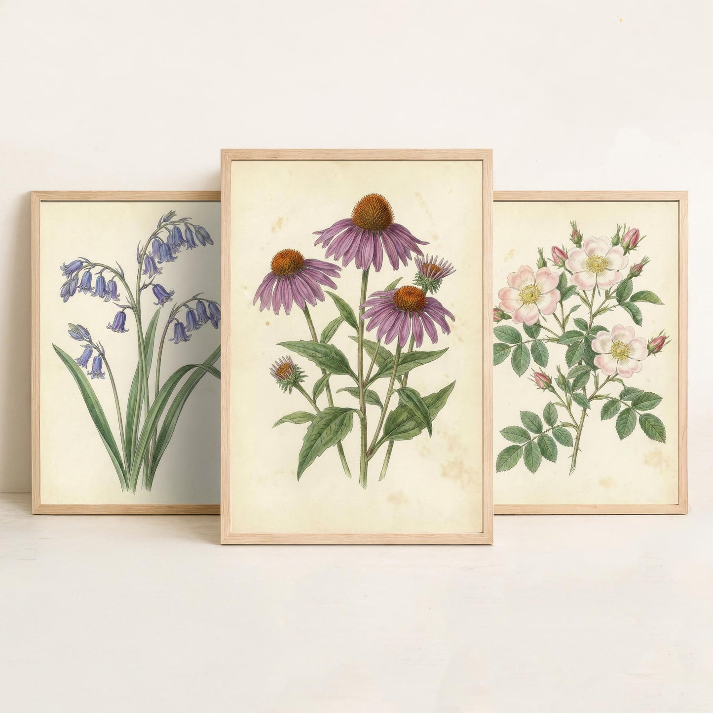 Vintage Flower Set of Three Art Prints | Bluebell Wild Rose Coneflower Botanical Illustration Poster