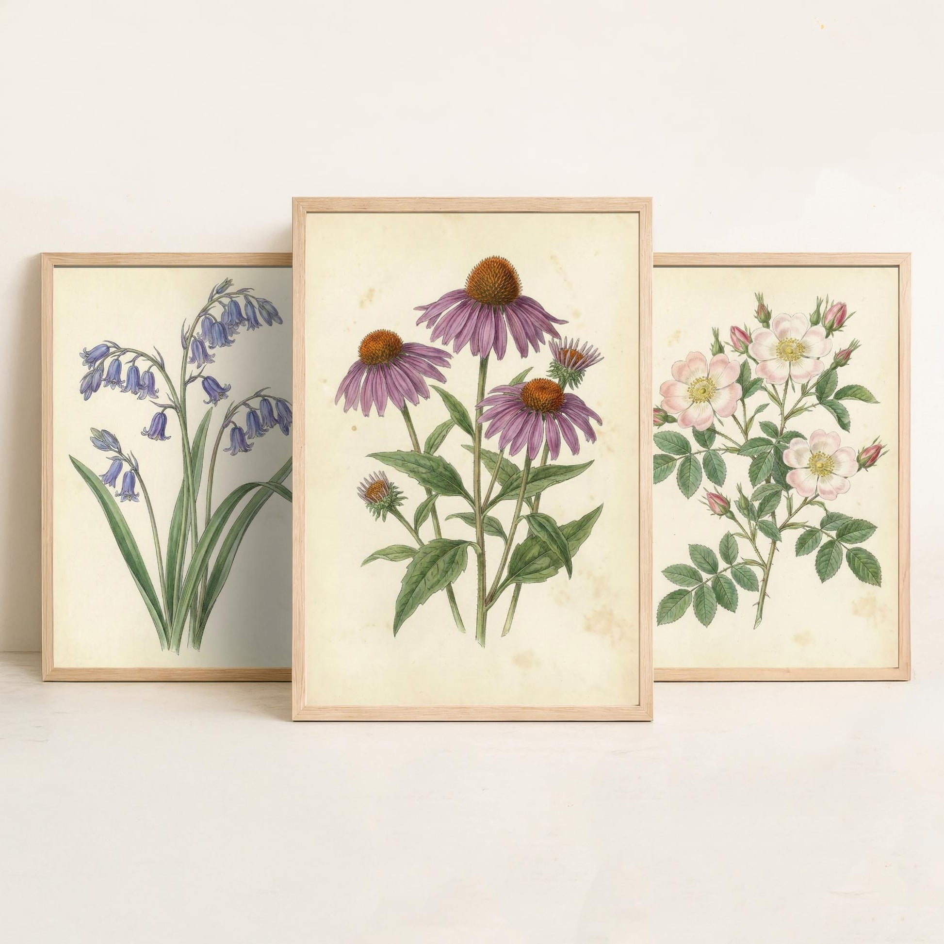 Vintage Flower Set of Three Art Prints | Bluebell Wild Rose Coneflower Botanical Illustration Poster