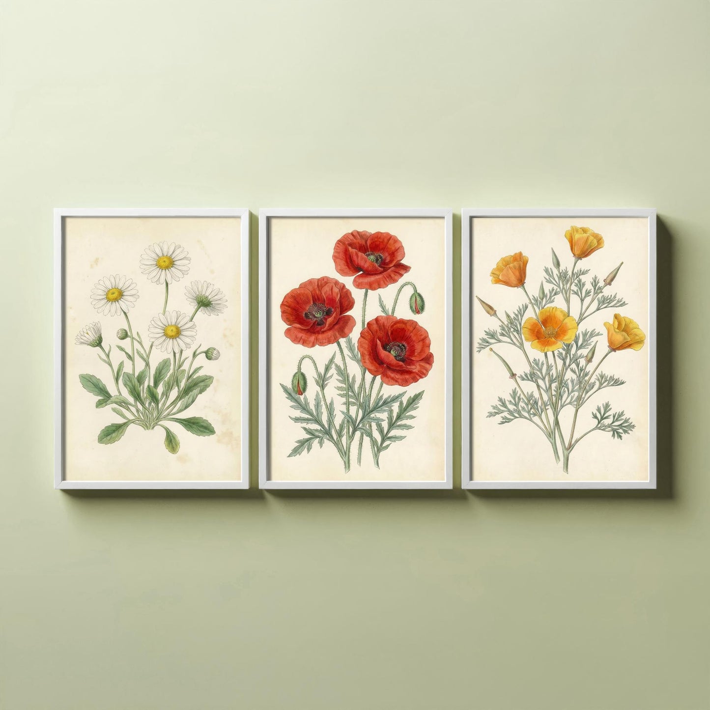 Vintage Flower Set of Three Art Prints | Daisy Poppy California Poppy Botanical Illustration Poster