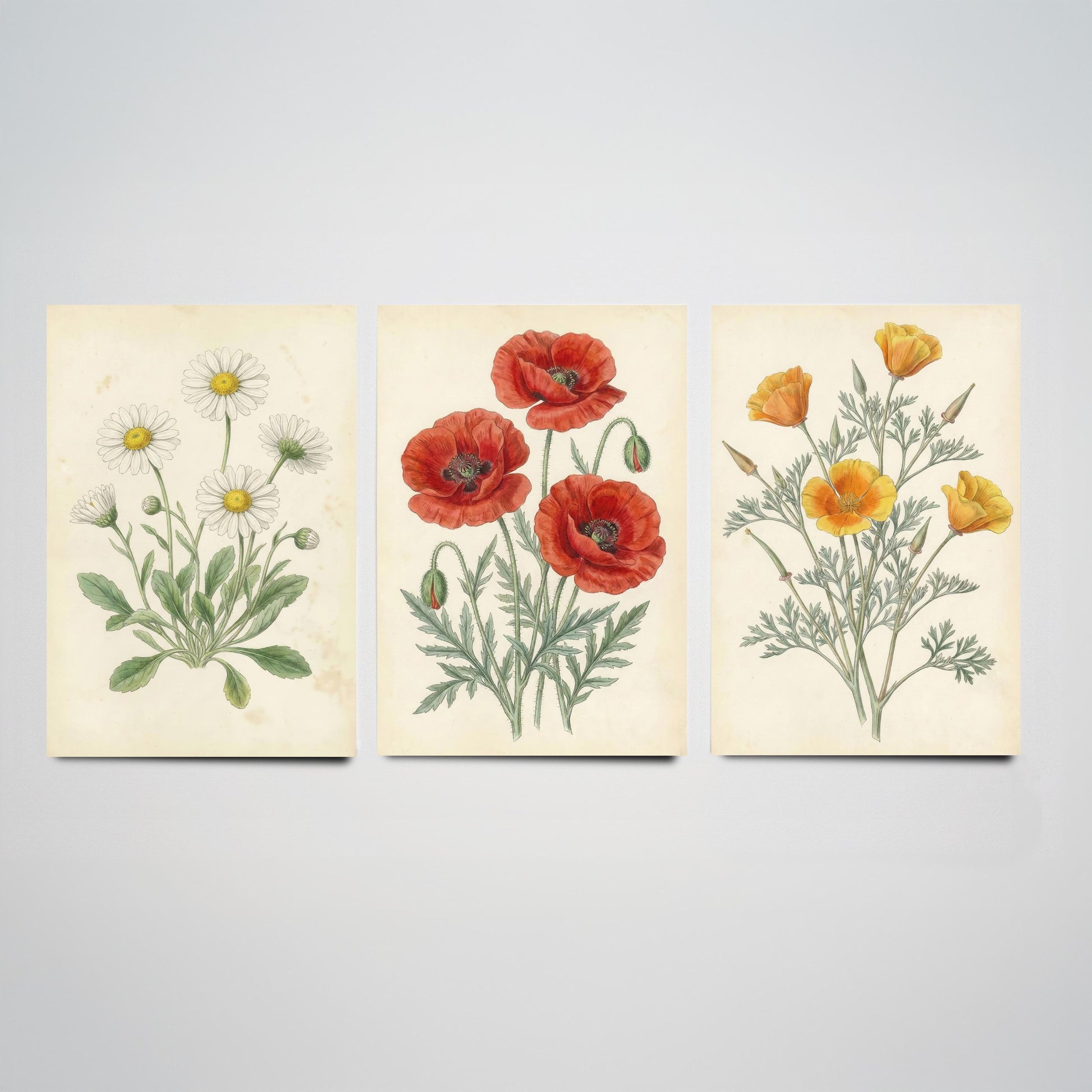Vintage Flower Set of Three Art Prints | Daisy Poppy California Poppy Botanical Illustration Poster