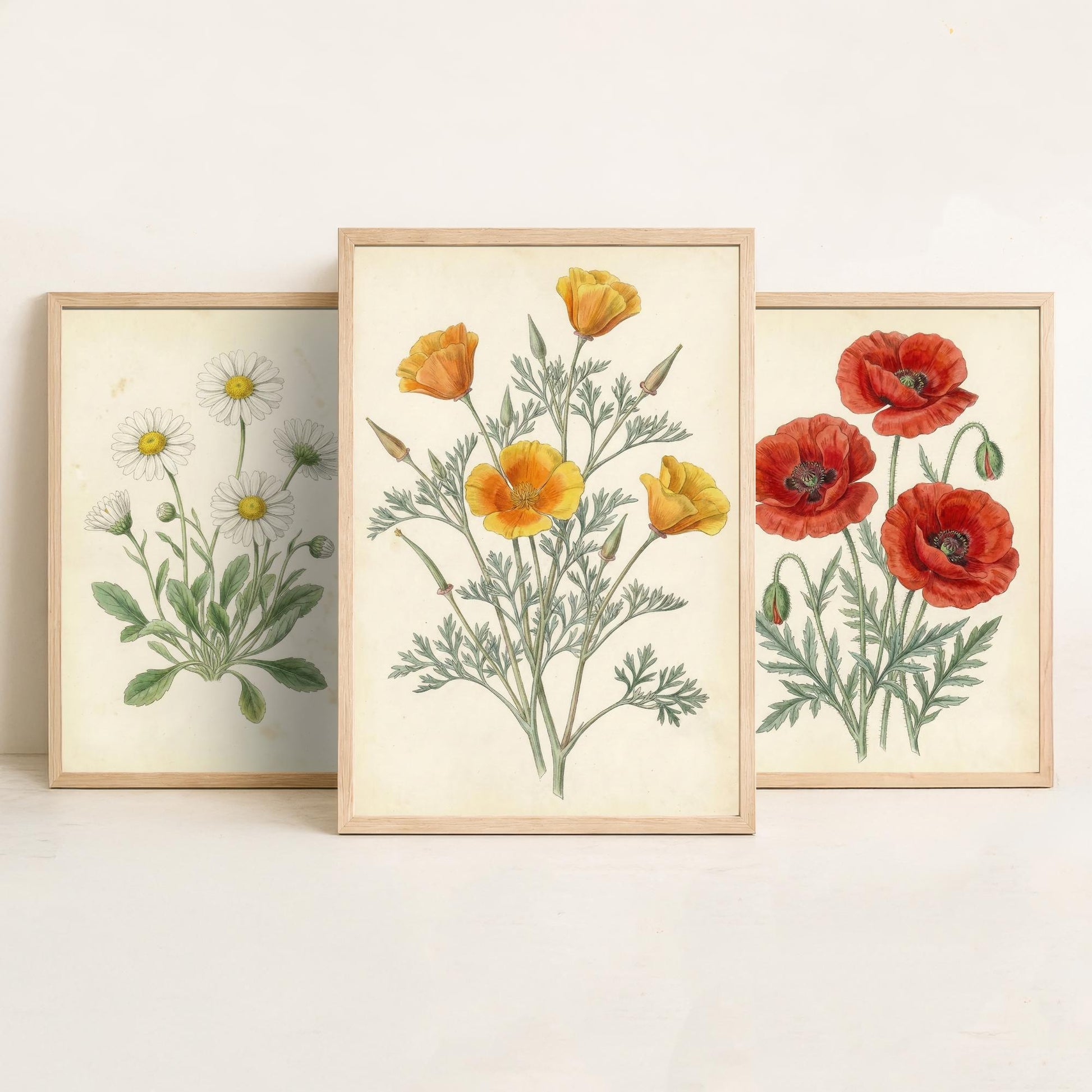 Vintage Flower Set of Three Art Prints | Daisy Poppy California Poppy Botanical Illustration Poster