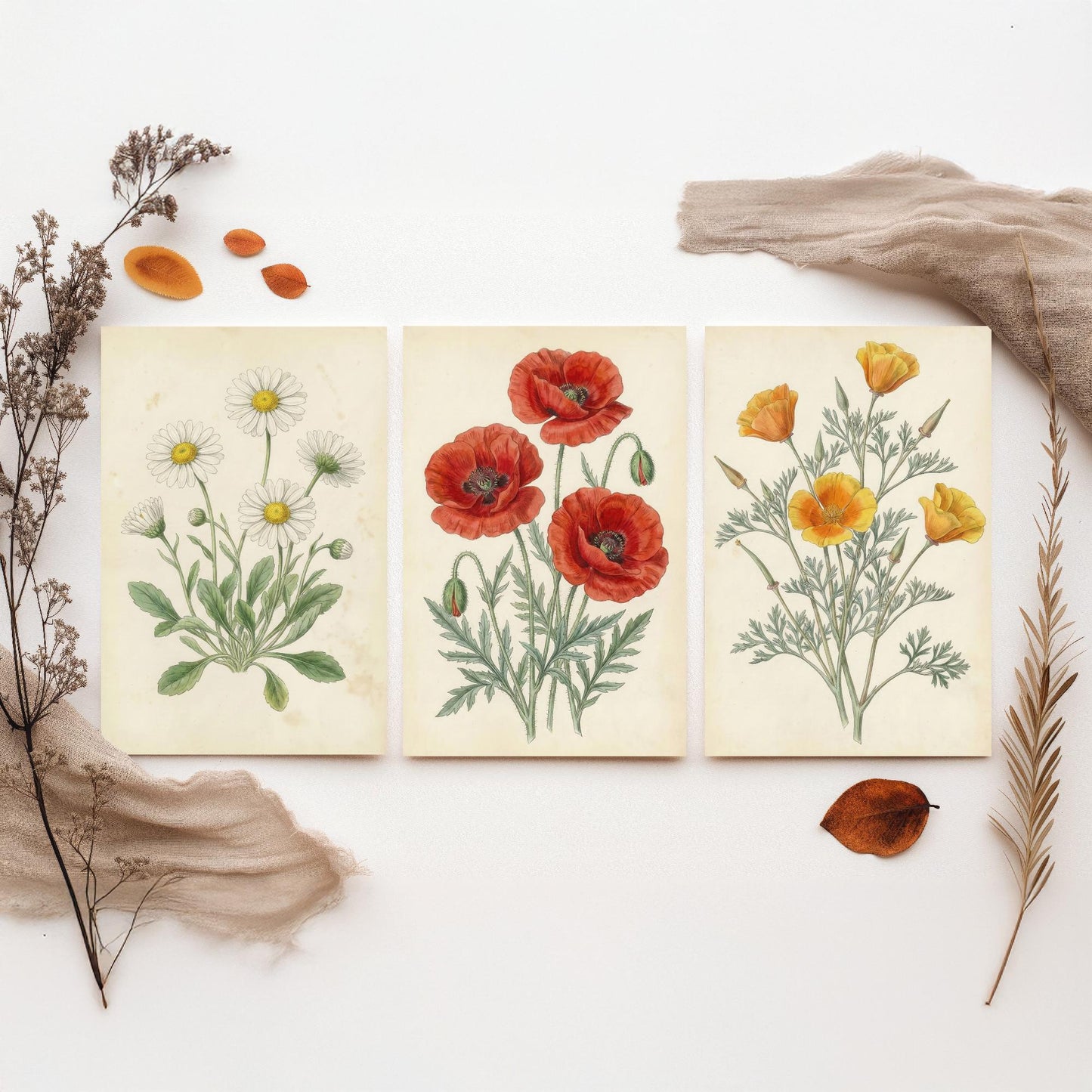 Vintage Flower Set of Three Art Prints | Daisy Poppy California Poppy Botanical Illustration Poster