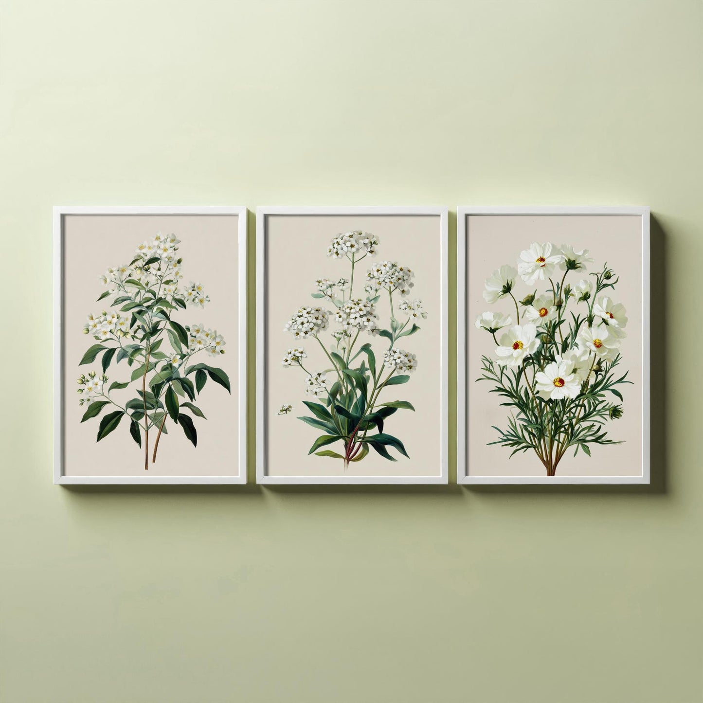 Green Botanical Set of Three Art Prints | Mock Orange Sweet Alyssum Cosmos Illustration Poster V1