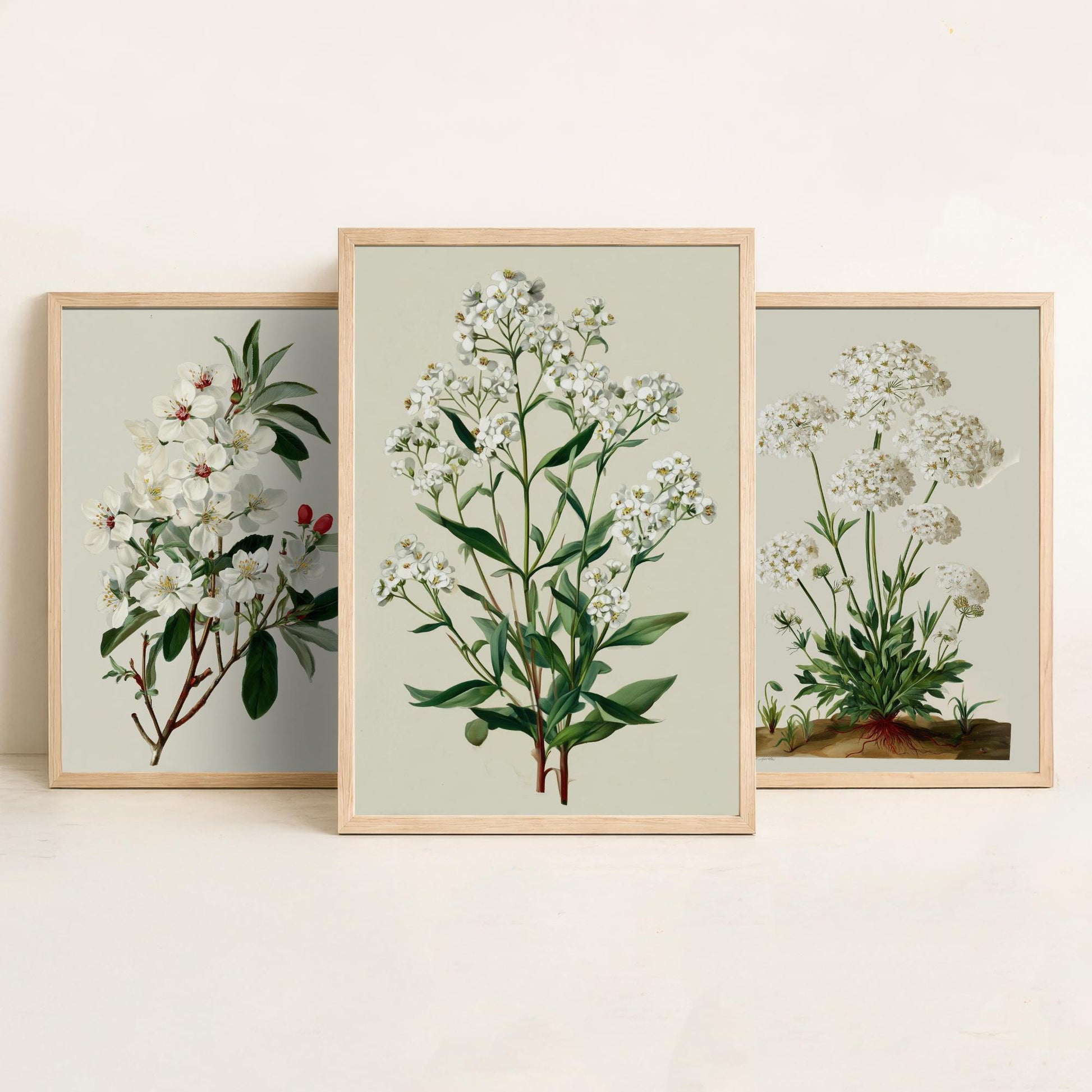 Green Botanical Set of Three Art Prints | Plum Blossom Queen Annes Lace Babys Breath Illustration Poster V2
