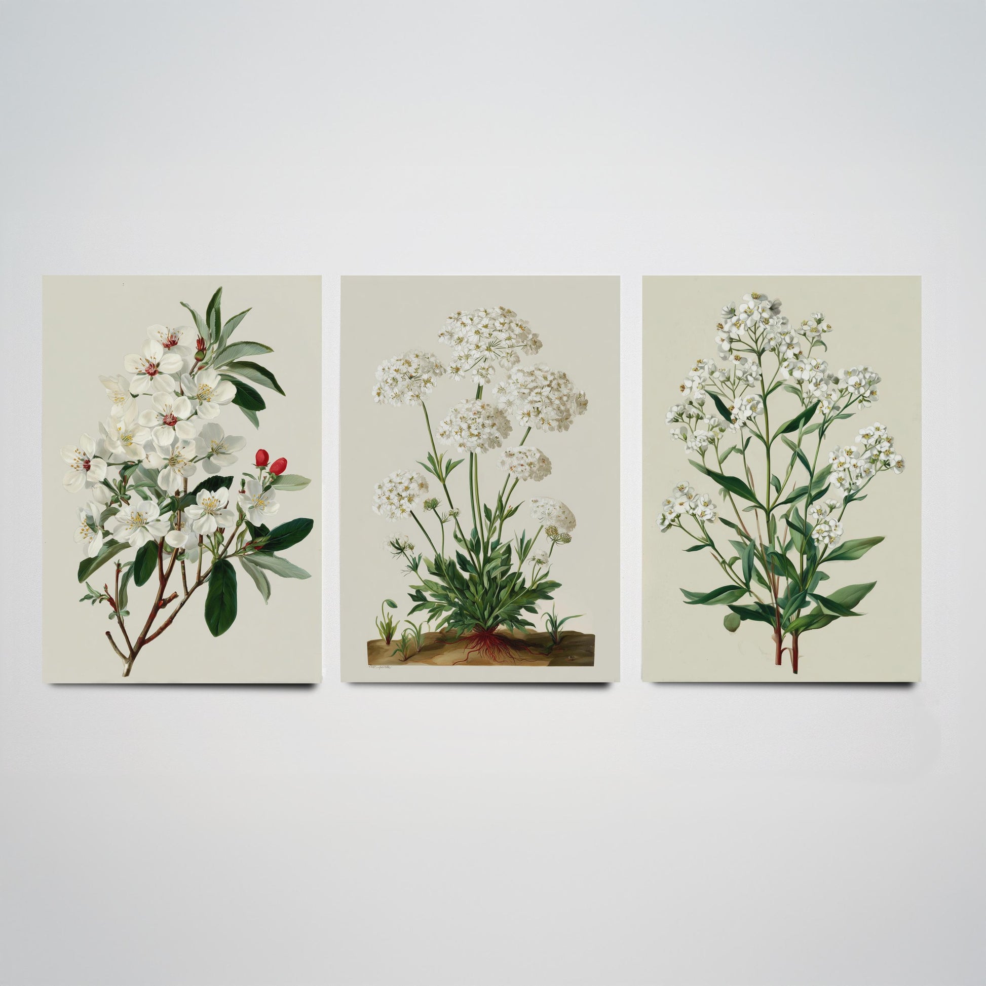 Green Botanical Set of Three Art Prints | Plum Blossom Queen Annes Lace Babys Breath Illustration Poster V2