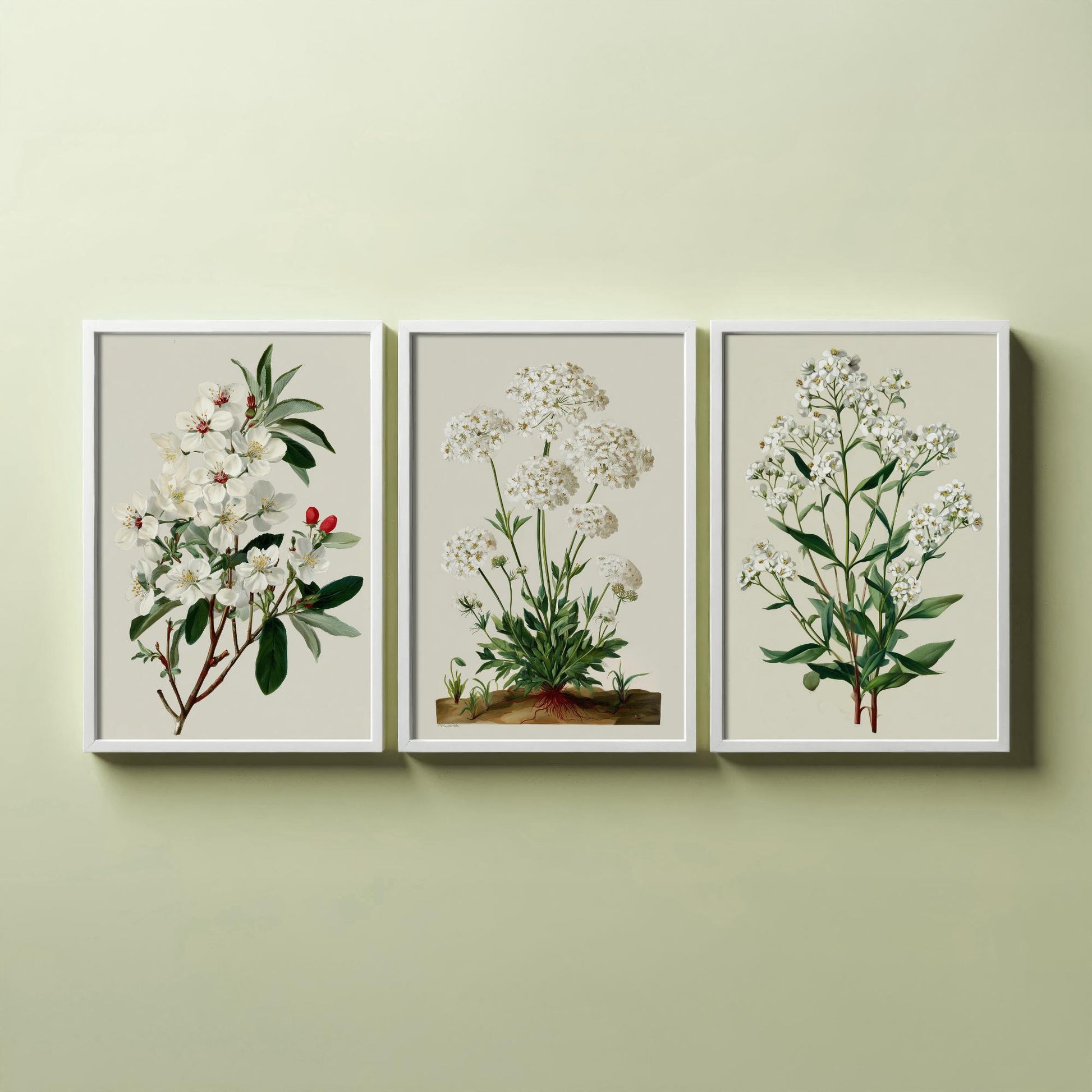 Green Botanical Set of Three Art Prints | Plum Blossom Queen Annes Lace Babys Breath Illustration Poster V2