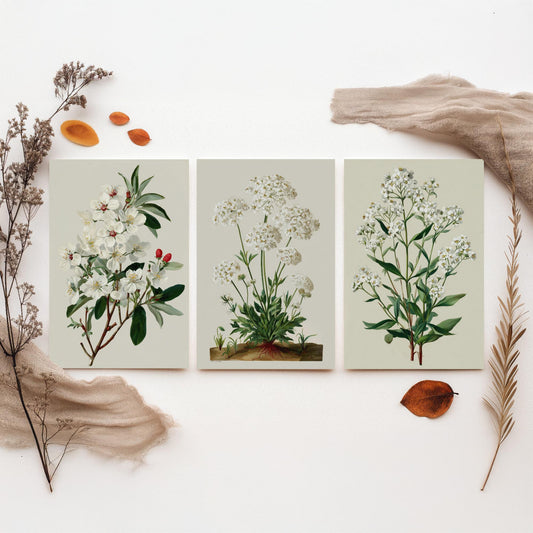 Green Botanical Set of Three Art Prints | Plum Blossom Queen Annes Lace Babys Breath Illustration Poster V2
