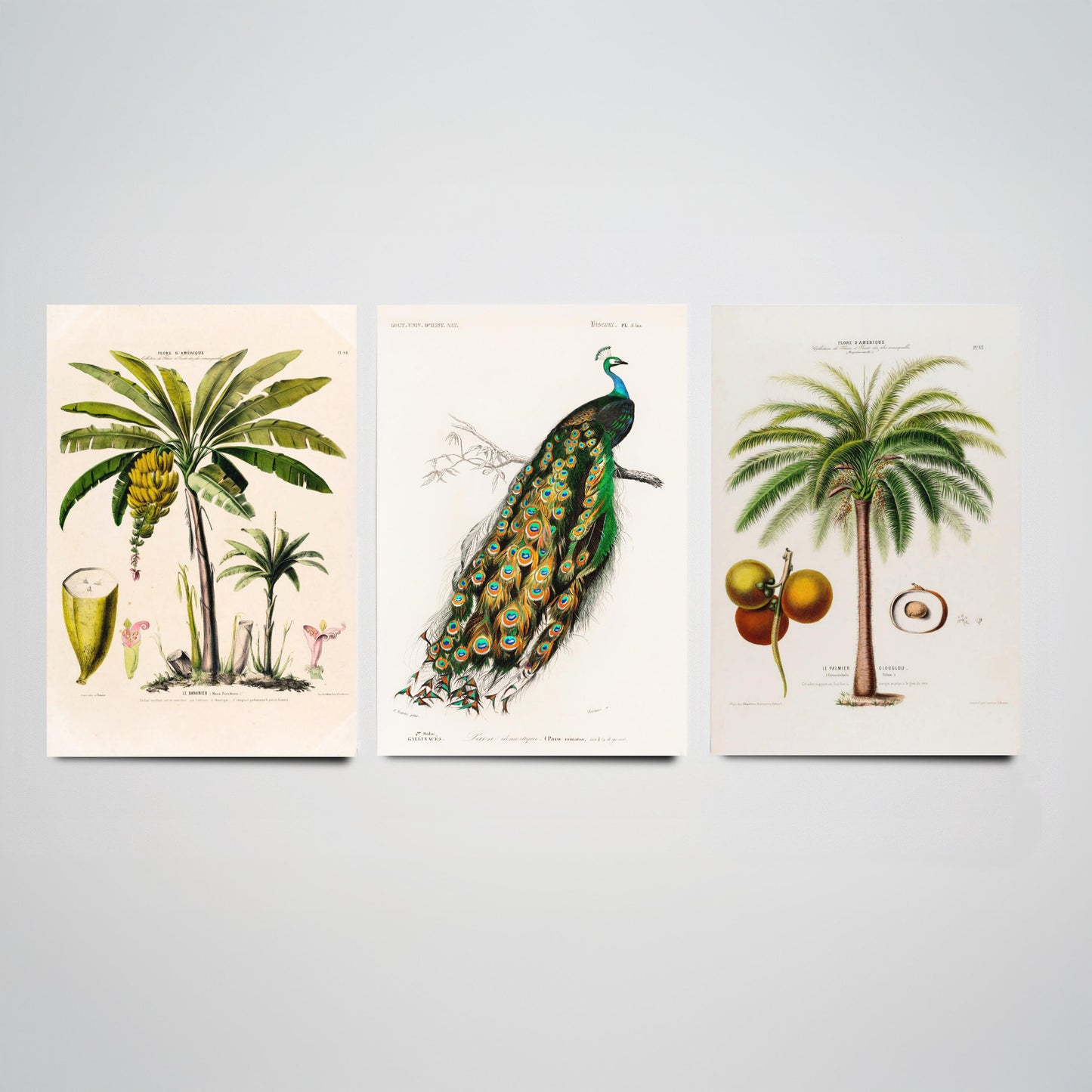 Vintage Natural History Set of Three Art Prints | Banana Plant Peacock Palm Tree Illustration Poster
