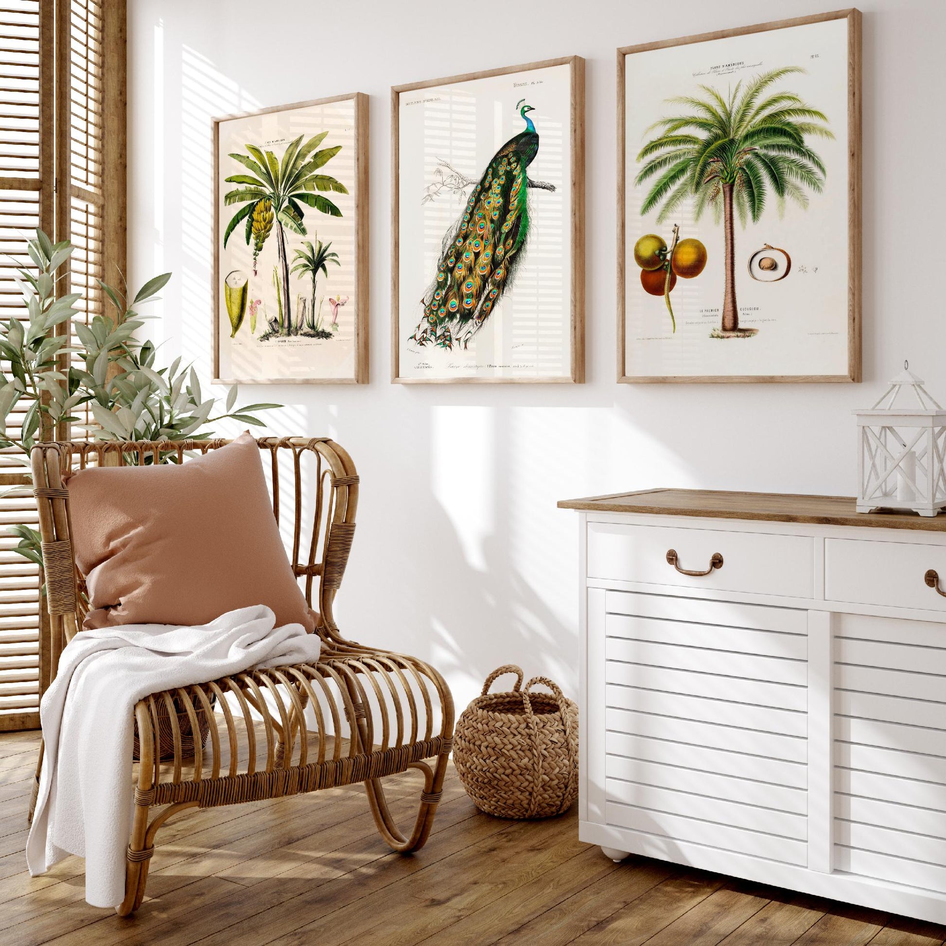 Vintage Natural History Set of Three Art Prints | Banana Plant Peacock Palm Tree Illustration Poster