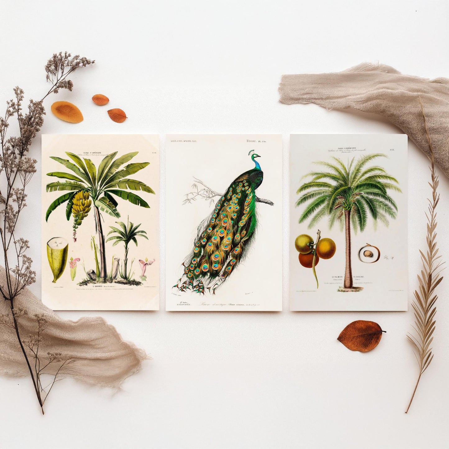 Vintage Natural History Set of Three Art Prints | Banana Plant Peacock Palm Tree Illustration Poster