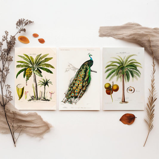 Vintage Natural History Set of Three Art Prints | Banana Plant Peacock Palm Tree Illustration Poster