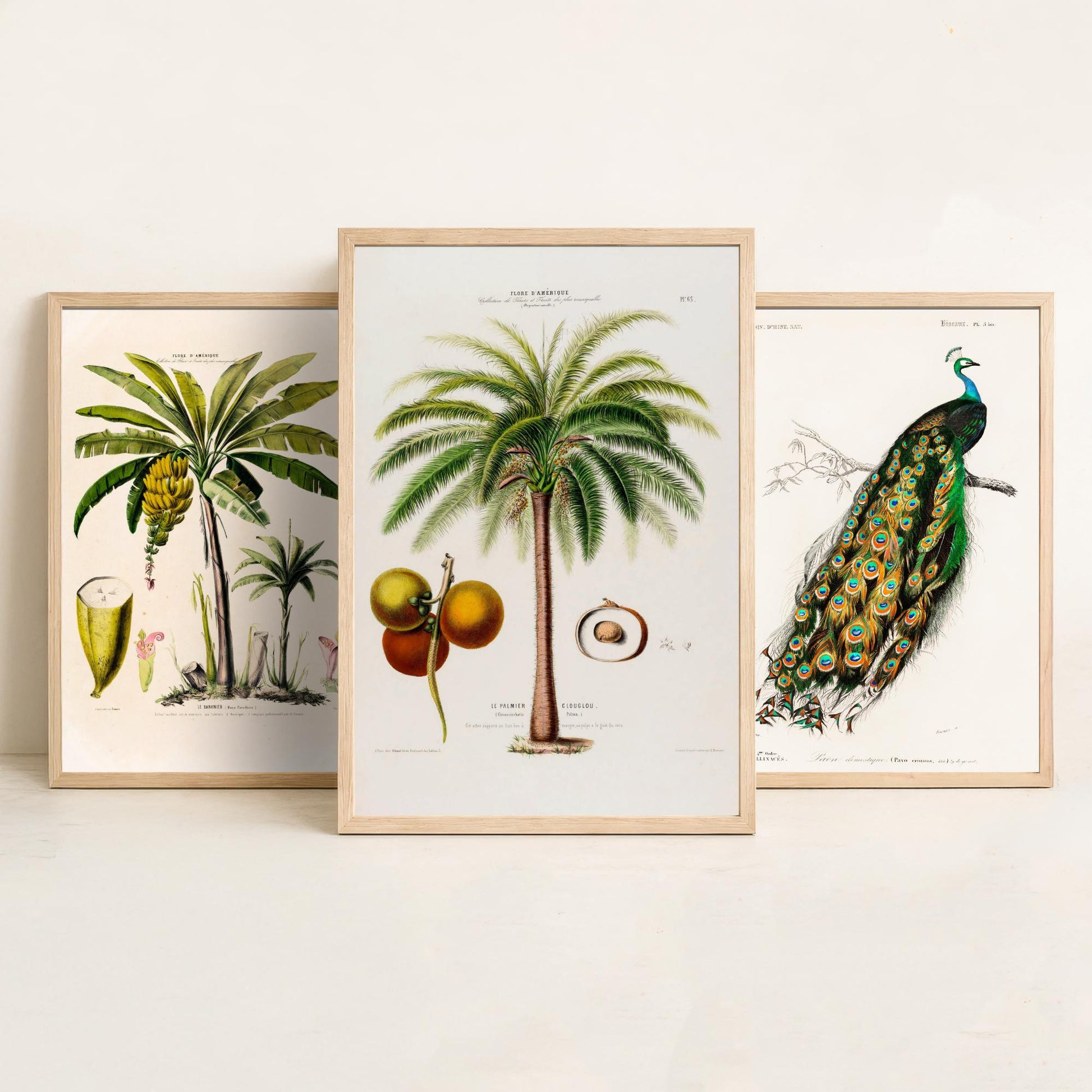 Vintage Natural History Set of Three Art Prints | Banana Plant Peacock Palm Tree Illustration Poster