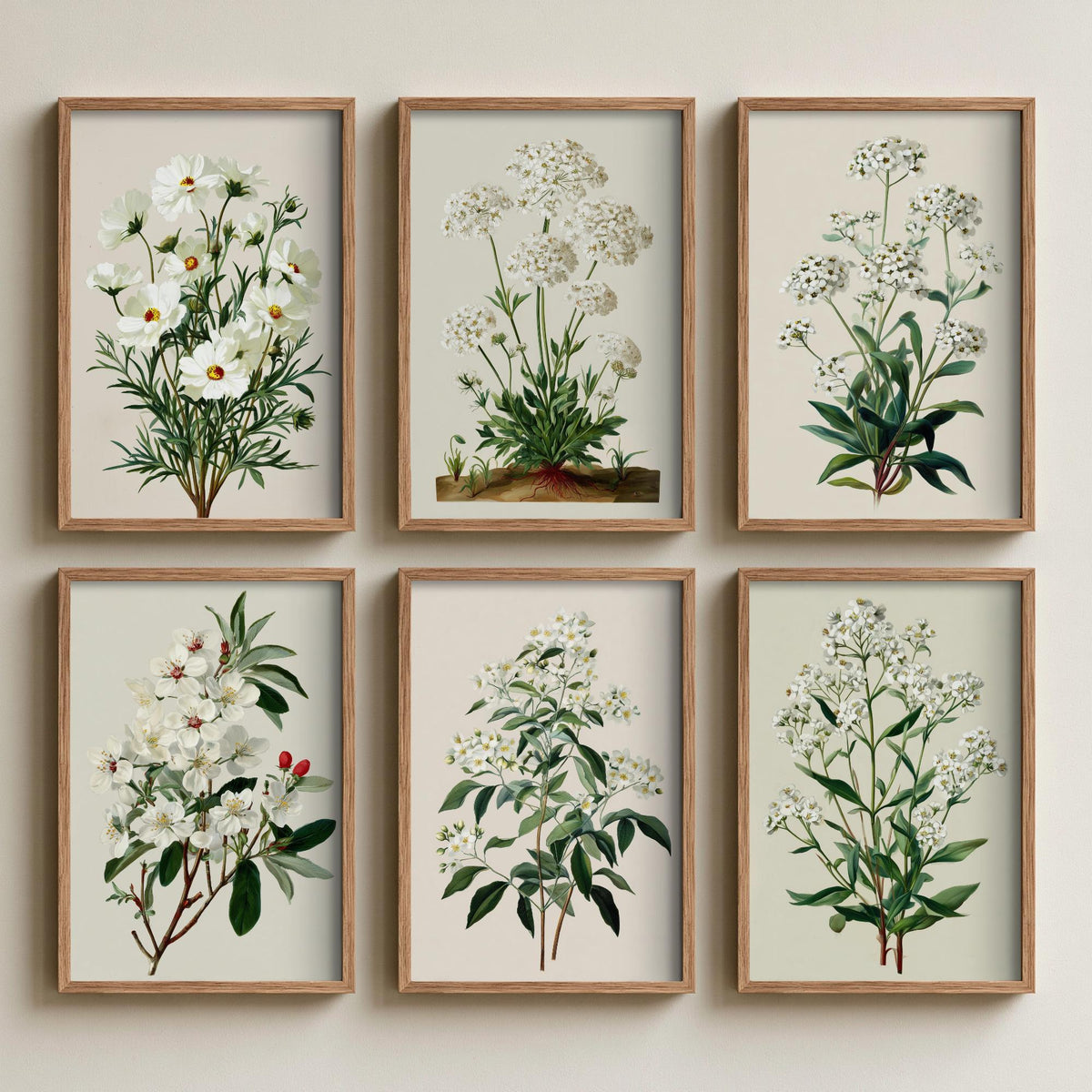 Set of Six White Flower Botanical Art Prints - 6 Vintage Green and Cream Posters - Cosmos, Valerian, Alyssum, Blossom Illustration
