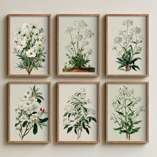 Set of Six White Flower Botanical Art Prints - 6 Vintage Green and Cream Posters - Cosmos, Valerian, Alyssum, Blossom Illustration