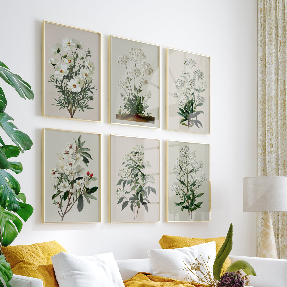 Set of Six White Flower Botanical Art Prints - 6 Vintage Green and Cream Posters - Cosmos, Valerian, Alyssum, Blossom Illustration