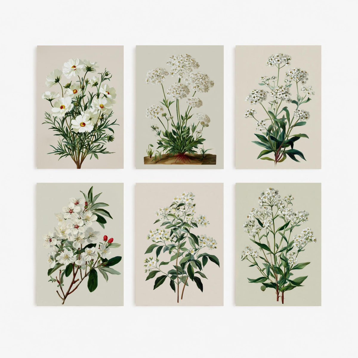 Set of Six White Flower Botanical Art Prints - 6 Vintage Green and Cream Posters - Cosmos, Valerian, Alyssum, Blossom Illustration