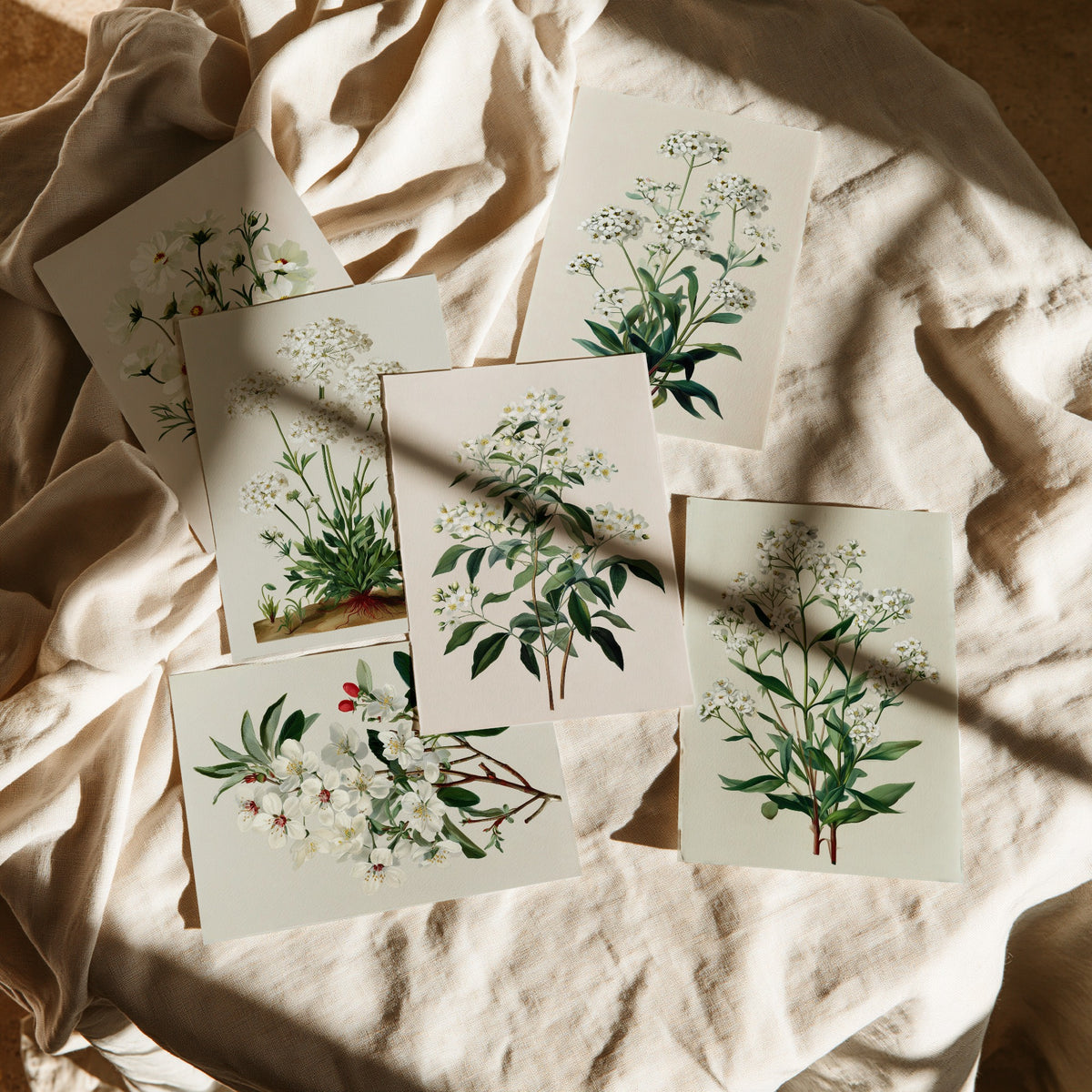 Set of Six White Flower Botanical Art Prints - 6 Vintage Green and Cream Posters - Cosmos, Valerian, Alyssum, Blossom Illustration