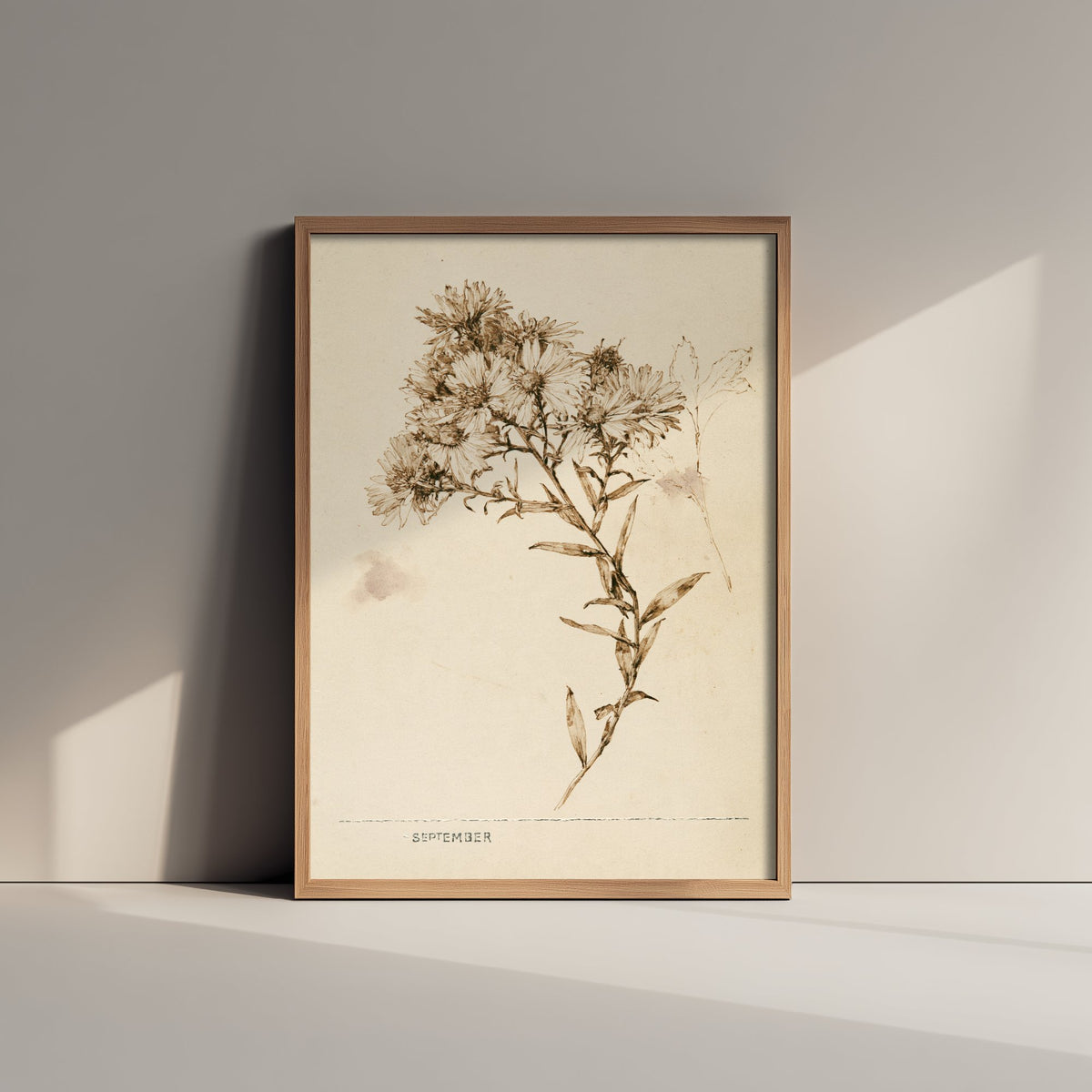 September Birth Flower Art Print - Aster Poster - Antique Sepia Ink Botanical Illustration - Birth Month Gift 09/12