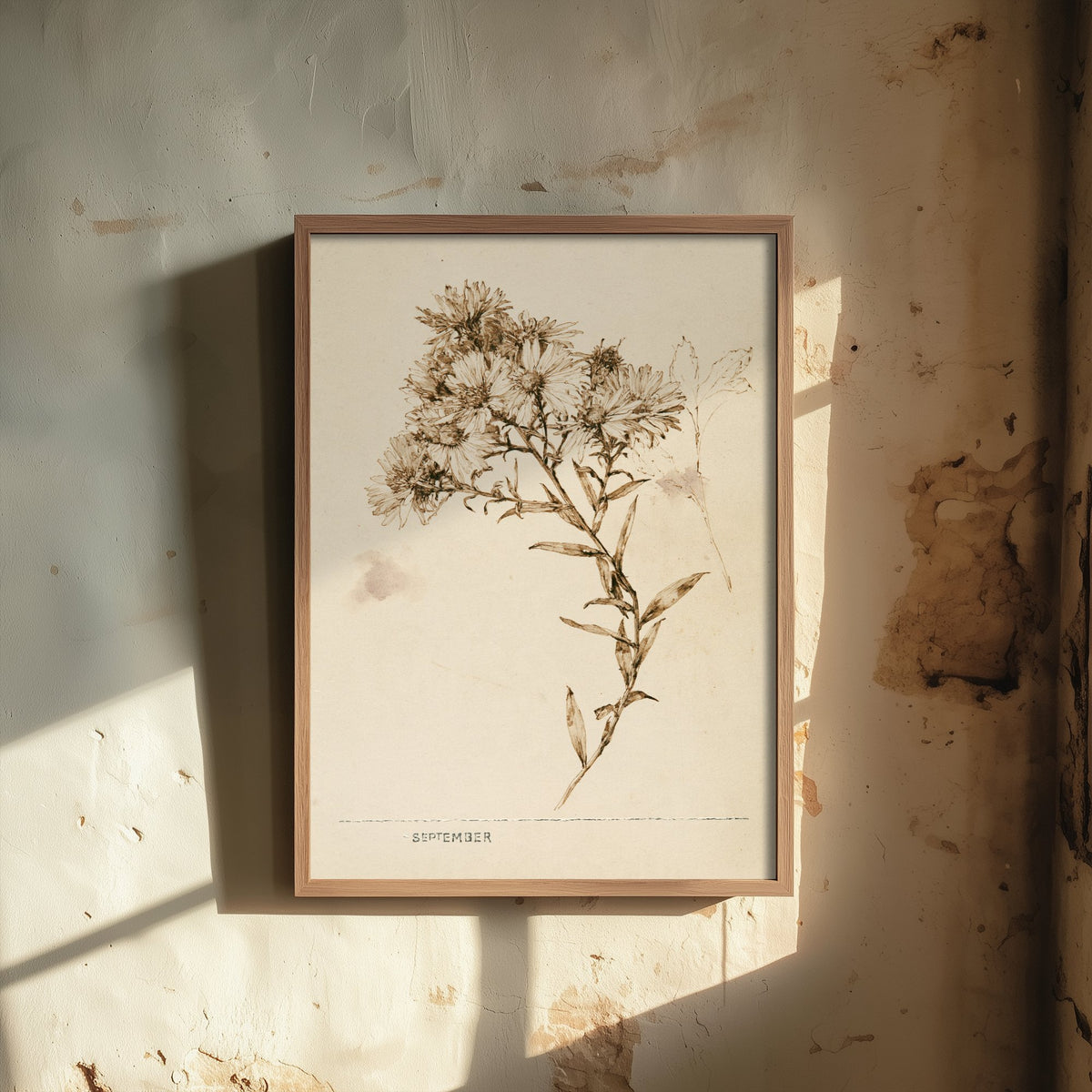 September Birth Flower Art Print - Aster Poster - Antique Sepia Ink Botanical Illustration - Birth Month Gift 09/12