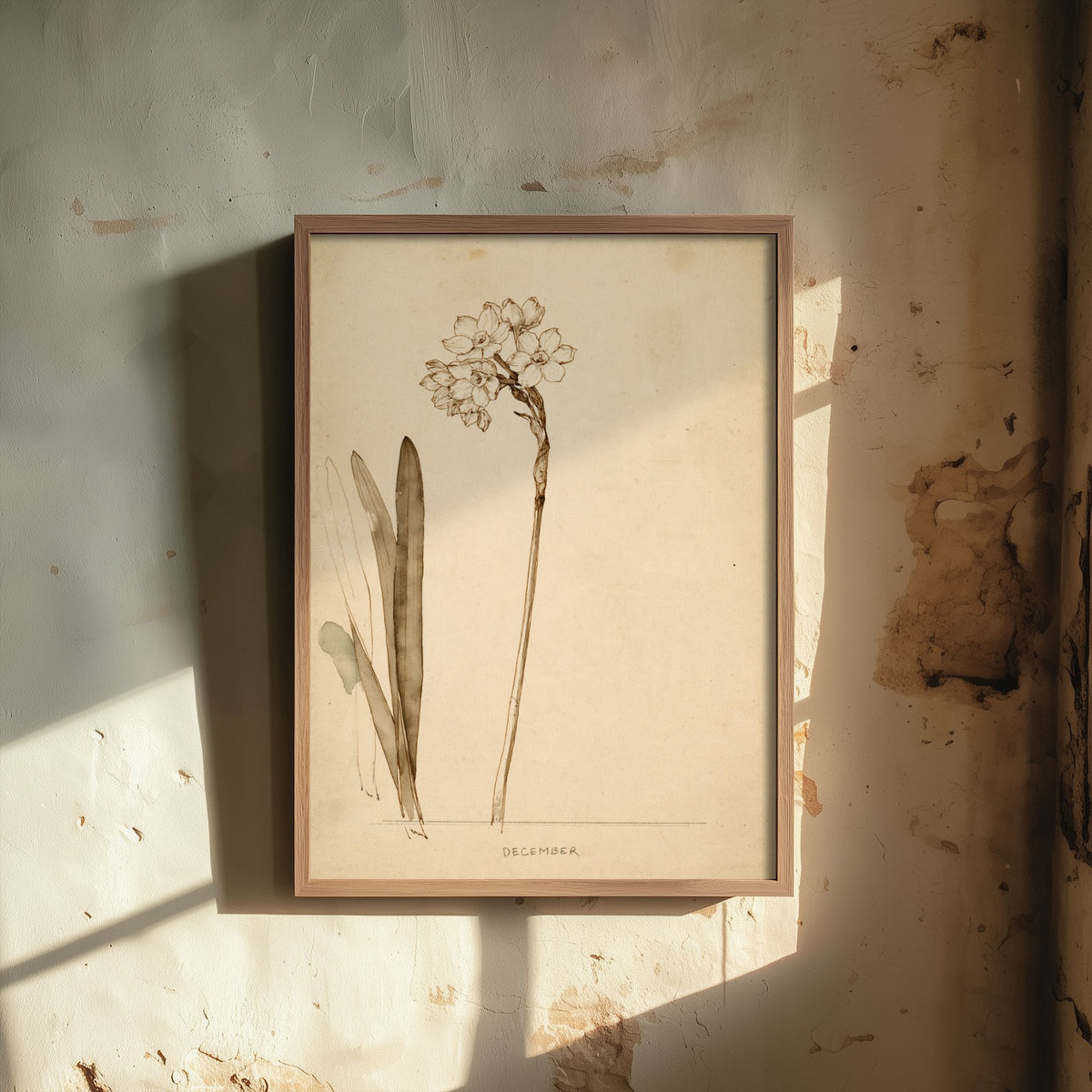 December Birth Flower Art Print - Paperwhite Narcissus Poster - Antique Sepia Ink Botanical Illustration - Birth Month Gift 12/12