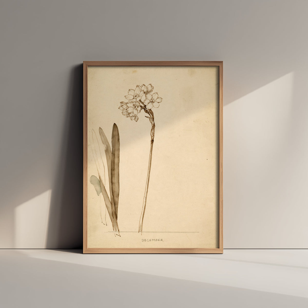 December Birth Flower Art Print - Paperwhite Narcissus Poster - Antique Sepia Ink Botanical Illustration - Birth Month Gift 12/12