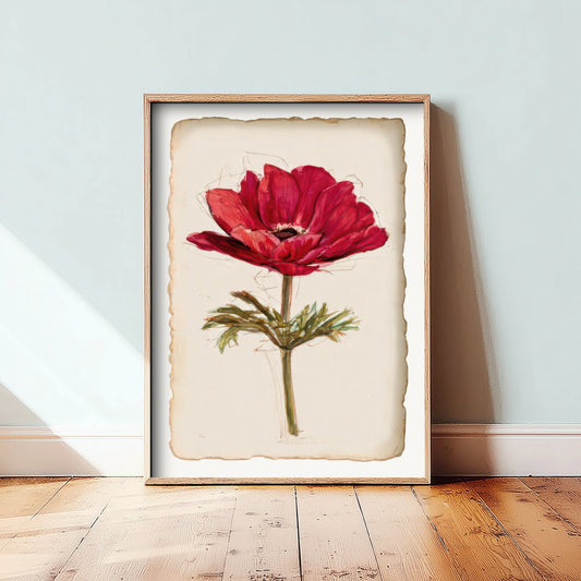 Crimson Anemone Art Print - Romantic Flower Poster - Vintage Ink and Watercolour Botanical V2 1/3