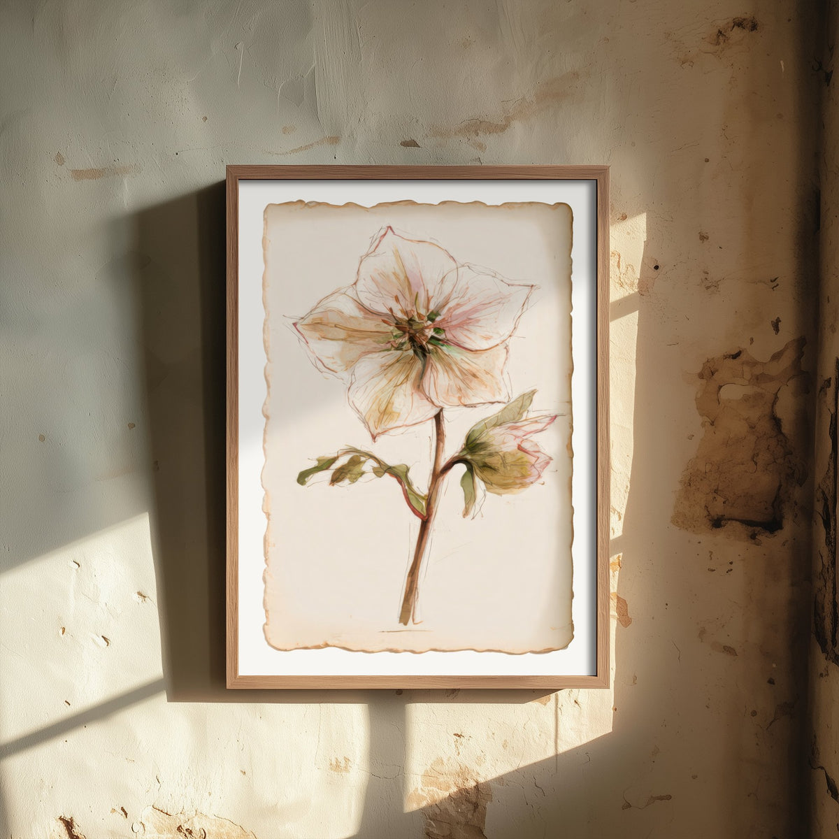 Hellebore Art Print - Lenten Rose Winter Flower Poster - Pale Blush Watercolour Botanical V1 2/3