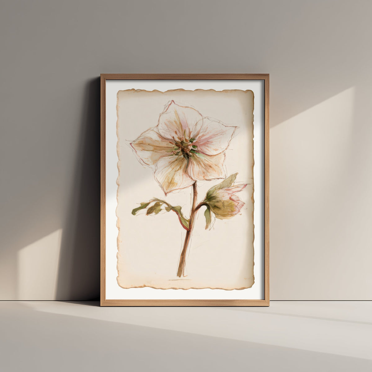 Hellebore Art Print - Lenten Rose Winter Flower Poster - Pale Blush Watercolour Botanical V1 2/3
