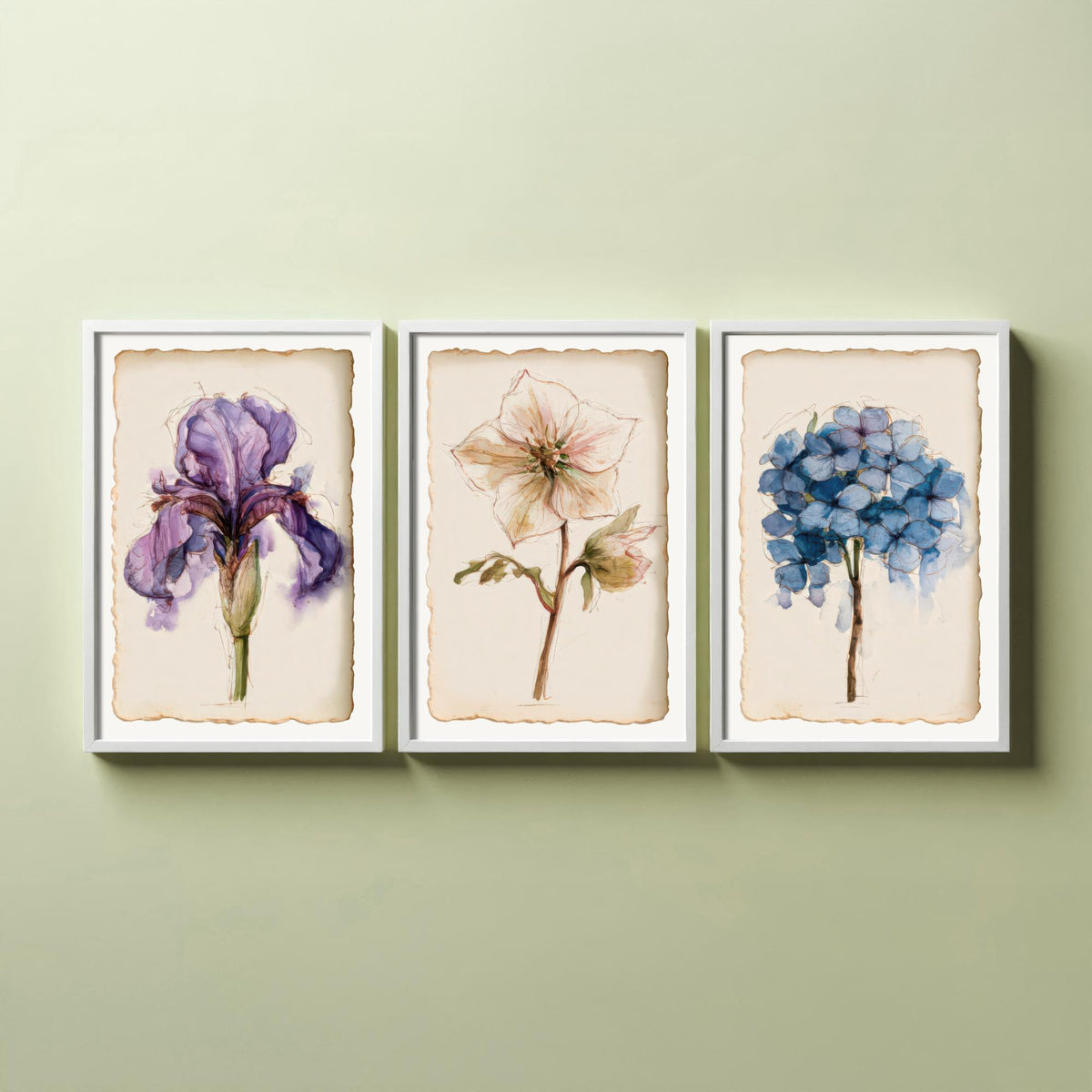 Watercolour Flower Set of Three Art Prints - Iris, Hellebore, Hydrangea - Vintage Botanical Poster Painting V1
