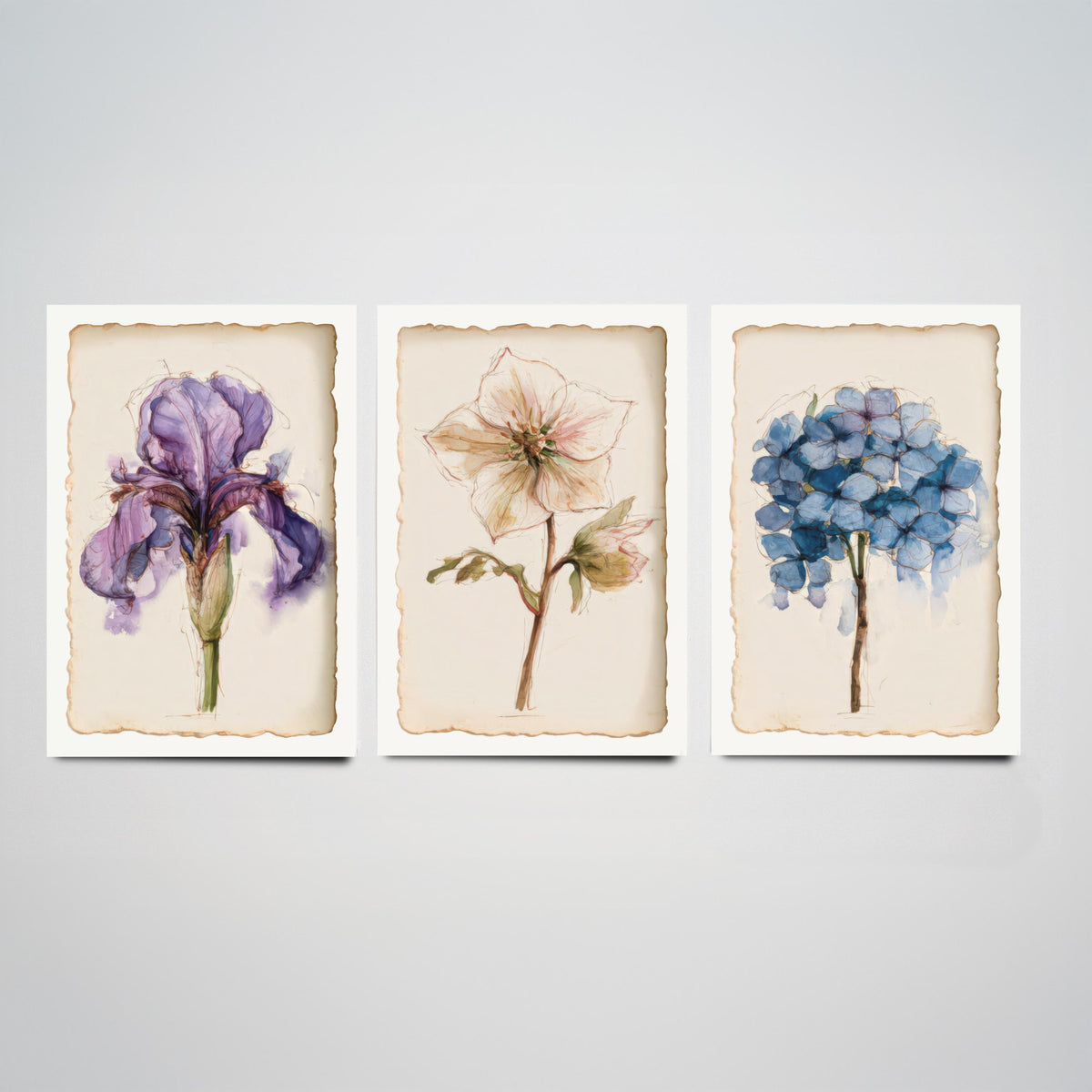 Watercolour Flower Set of Three Art Prints - Iris, Hellebore, Hydrangea - Vintage Botanical Poster Painting V1