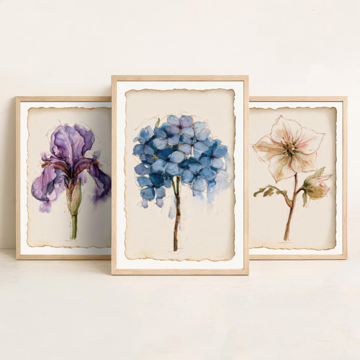 Watercolour Flower Set of Three Art Prints - Iris, Hellebore, Hydrangea - Vintage Botanical Poster Painting V1