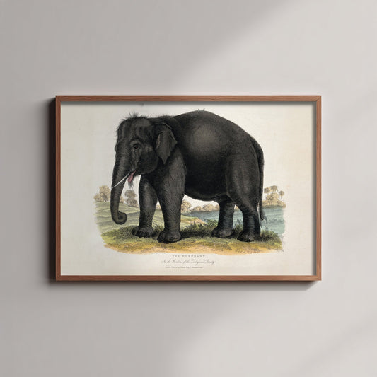 Vintage Elephant Art Print - Antique Zoological Illustration Poster 1860 - Natural History Wall Art - Asian Elephant