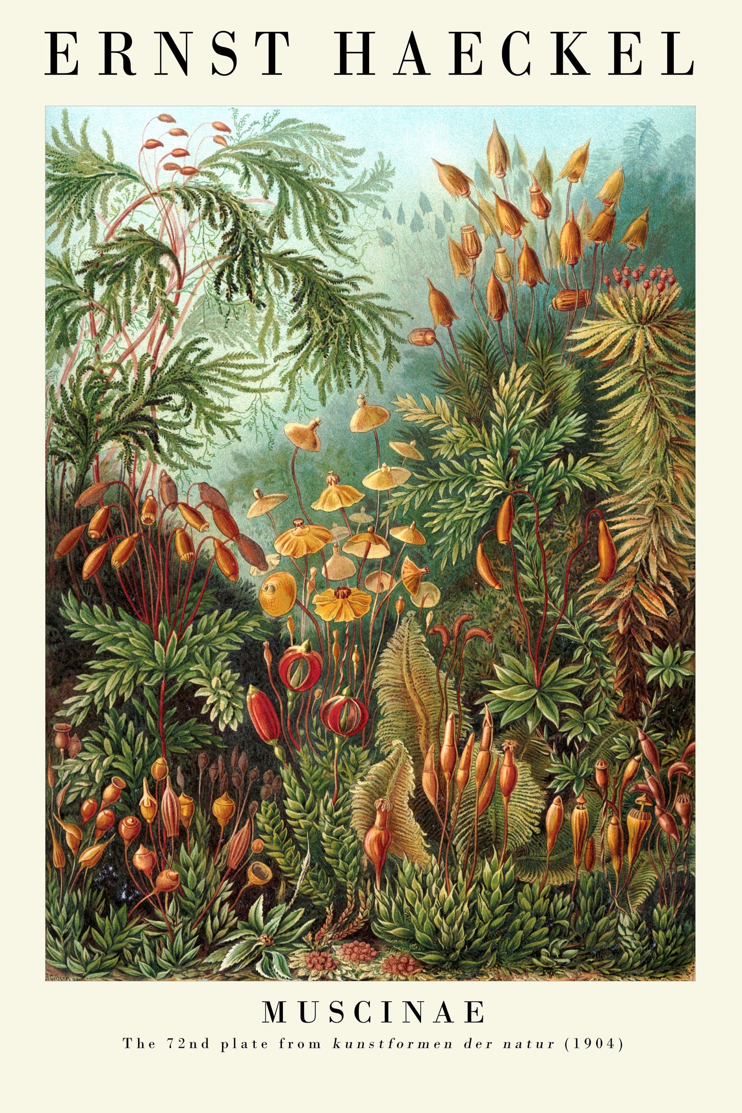 The Botanist Collection - Set of Three Vintage Ernst Haeckel Botanical Prints - 3 Nature Paintings - Photo Poster Wall Art Gift Giclée