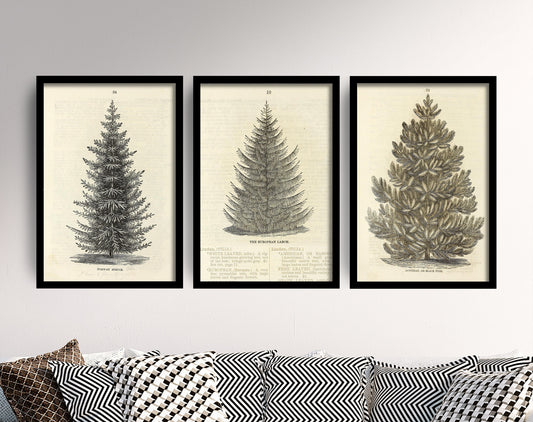 Set of Three Tree Prints - 3 Vintage Forest Illustrations - Photo Poster Wall Art Gift Giclée Décor Drawing Pencil Nordic Ellwanger & Barry