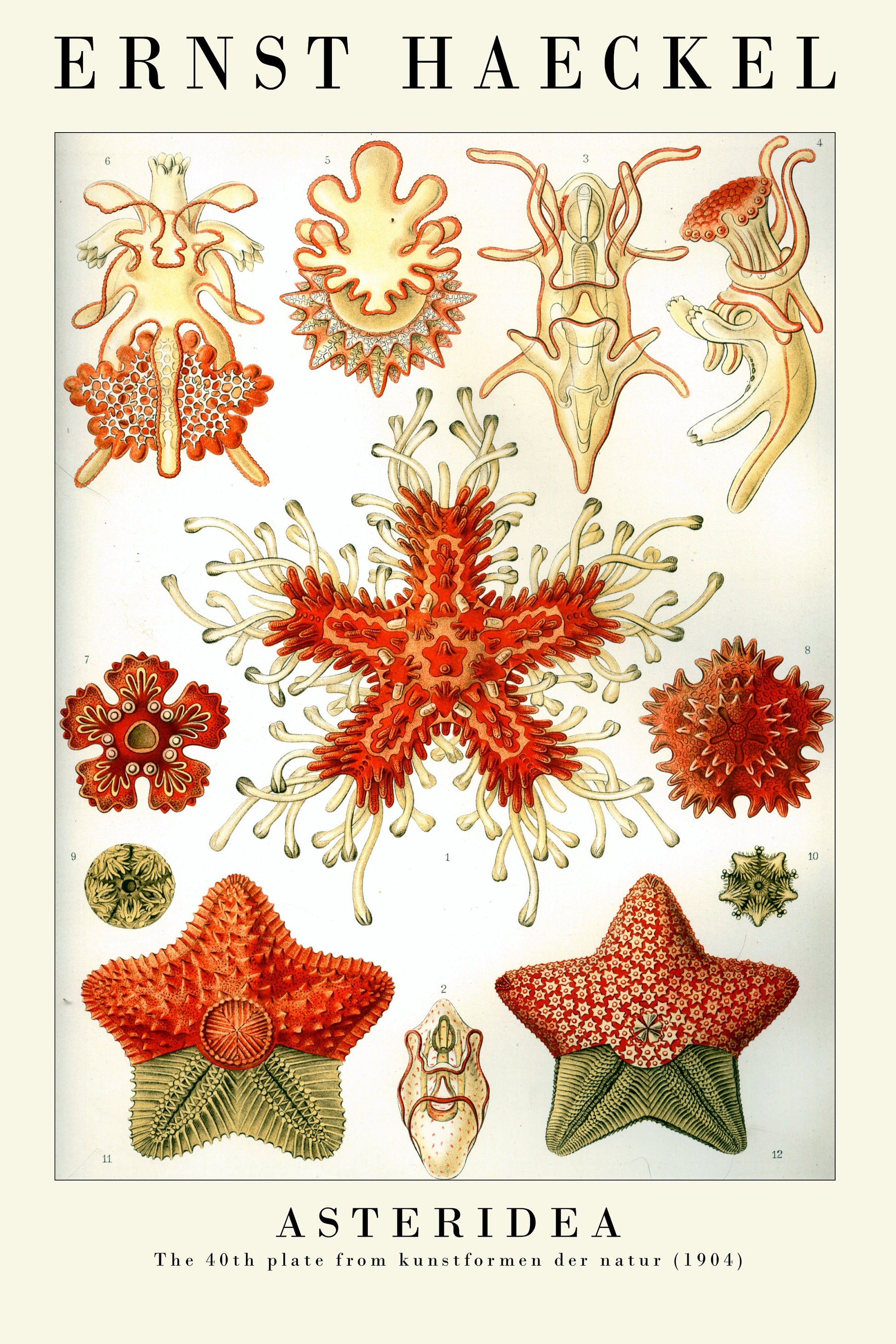 The Botanist Collection - Set of Six Vintage Ernst Haeckel Botanical Prints - 6 Nature Paintings - Photo Poster Wall Art Gift Giclée